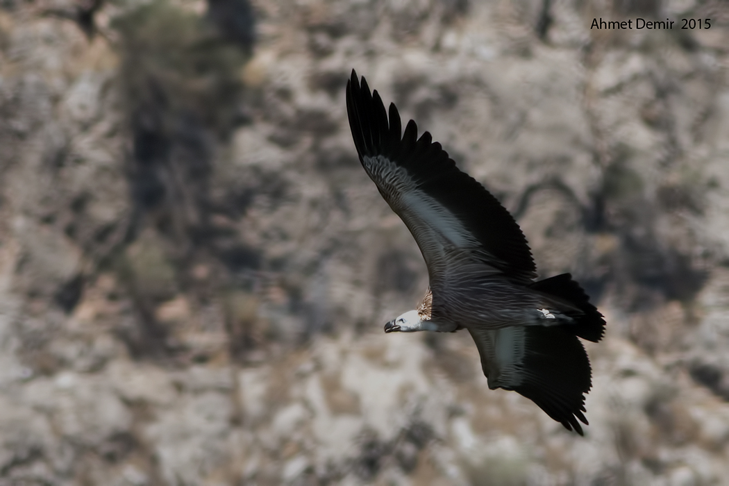 Eurasian Griffon